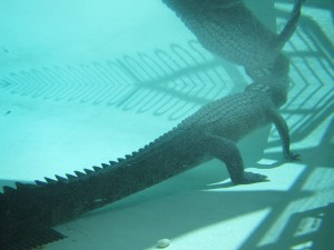 Kings Canyon & Alice Springs-089